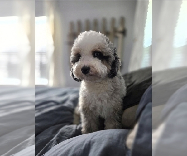 Medium Photo #1 Aussiedoodle Miniature  Puppy For Sale in SAINT CLOUD, FL, USA