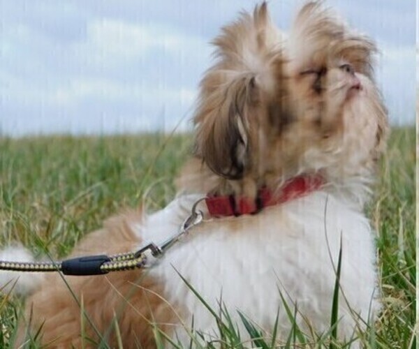 Medium Photo #4 Shih Tzu Puppy For Sale in ENKA, NC, USA