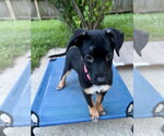 Small #2 Mutt
