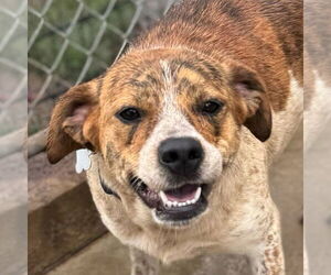 Labbe Dogs for adoption in Canton, CT, USA