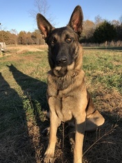 Father of the Belgian Malinois puppies born on 10/12/2018