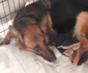 Mother of the German Shepherd Dog puppies born on 09/14/2021
