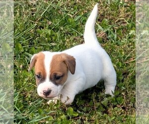 Medium Jack Russell Terrier
