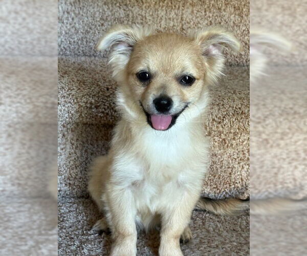 Medium Photo #2 Chiranian Puppy For Sale in Bellevue, WA, USA