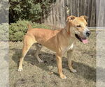 Small #2 American Staffordshire Terrier Mix