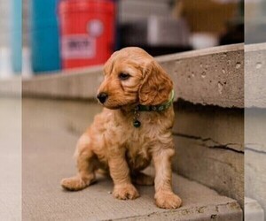 Medium Irish Setter-Poodle (Miniature) Mix