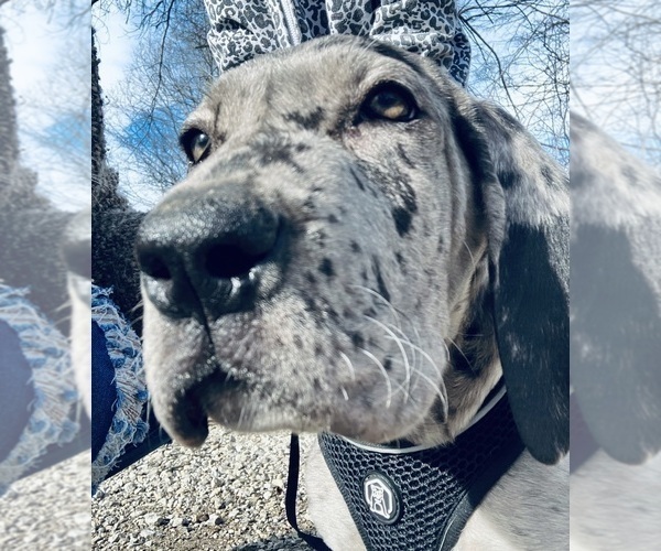 Medium Photo #1 Great Dane Puppy For Sale in COLUMBUS, OH, USA