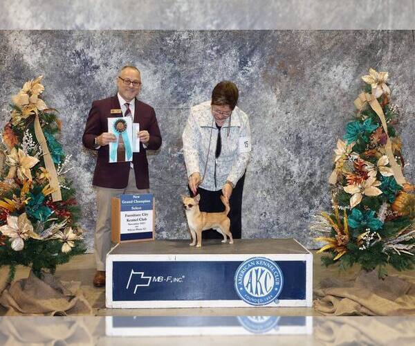 Medium Photo #1 Chihuahua Puppy For Sale in KERNERSVILLE, NC, USA