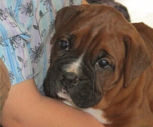 Boxer Puppy for sale in BELLE RIVE, IL, USA