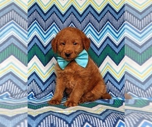 Double Doodle Puppy for sale in NOTTINGHAM, PA, USA