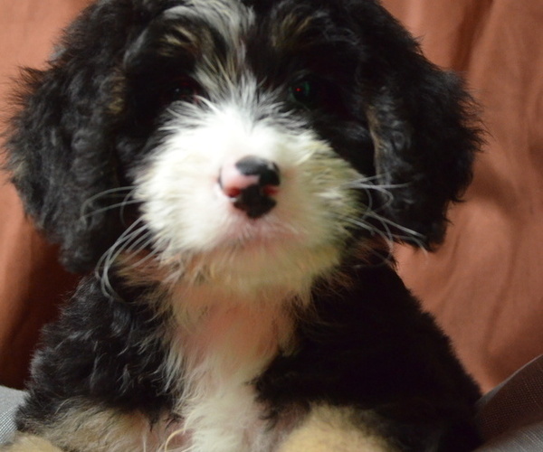 Medium Photo #1 Bernedoodle Puppy For Sale in PATERSON, NJ, USA