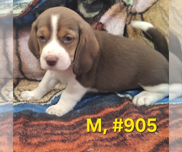 Medium Photo #4 Bagle Hound Puppy For Sale in CENTRALIA, WA, USA