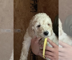 Labradoodle Puppy for sale in CANTON, SD, USA