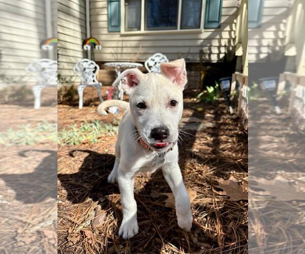 Medium Photo #12 Huskies -Unknown Mix Puppy For Sale in Holly Springs, NC, USA