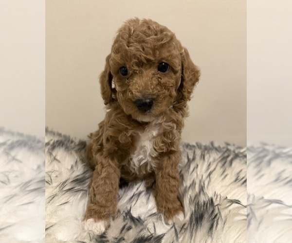 Medium Photo #3 Poodle (Miniature) Puppy For Sale in WALDORF, MD, USA