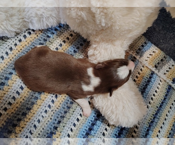 Medium Photo #5 Border Collie Puppy For Sale in NORBORNE, MO, USA