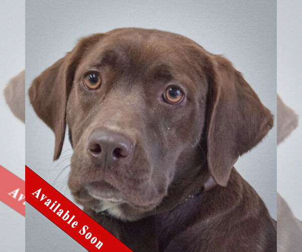 Medium Photo #1 - Mix Puppy For Sale in Huntley, IL, USA