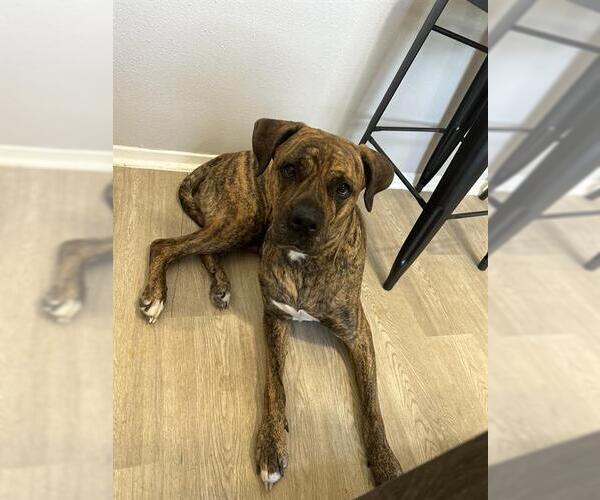 Medium Photo #1 Boxer-Unknown Mix Puppy For Sale in San Antonio, TX, USA