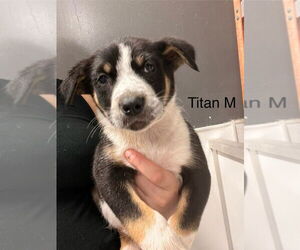 Mutt Dogs for adoption in Studio City, CA, USA