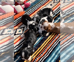 Cavalier King Charles Spaniel Puppy for sale in MONTECITO, CA, USA