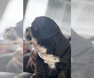English Bulldogge Puppy for sale in ORLANDO, FL, USA