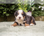 Puppy Princess Bernese Mountain Dog