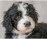 Small Photo #14 Bernedoodle Puppy For Sale in WEST SALEM, OH, USA