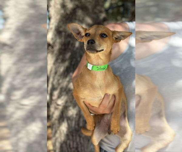 Medium Photo #3 Mutt Puppy For Sale in Oak Bluffs, MA, USA