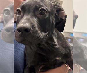 Mutt Dogs for adoption in Bakersfield, CA, USA