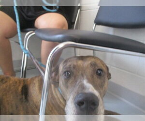 American Pit Bull Terrier Dogs for adoption in Ocala, FL, USA
