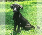 Small #1 Labrador Retriever Mix