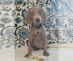 Puppy Billy Weimaraner