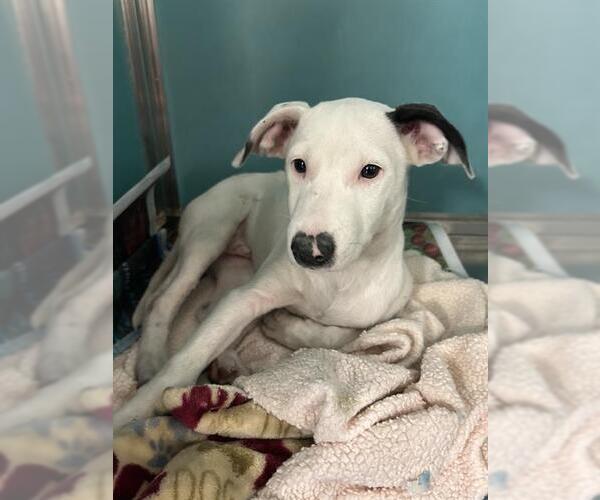 Medium Photo #1 Mutt Puppy For Sale in San Antonio, TX, USA