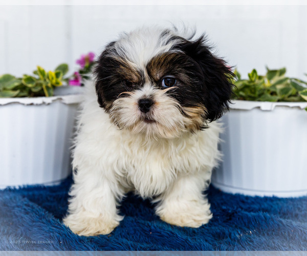 Medium Photo #4 Shih Tzu Puppy For Sale in WAKARUSA, IN, USA