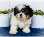 Small #3 Shih Tzu