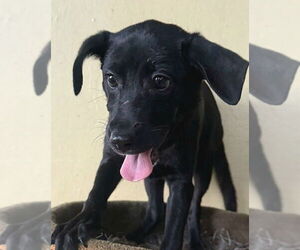 Chihuahua-Labrador Retriever Mix Dogs for adoption in Virginia Beach, VA, USA