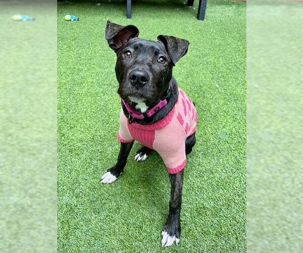 Medium Photo #2 Mutt Puppy For Sale in San Francisco, CA, USA