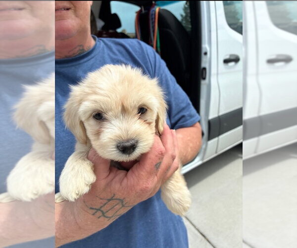 Medium Photo #2 Poodle (Miniature)-Unknown Mix Puppy For Sale in Lakewood, CO, USA