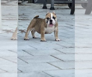 American Bully Puppy for sale in NORTH PORT, FL, USA