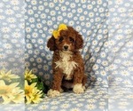 Small Photo #2 Cavapoo Puppy For Sale in BIRD IN HAND, PA, USA