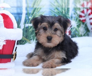 Yorkshire Terrier Puppy for sale in MARIETTA, GA, USA