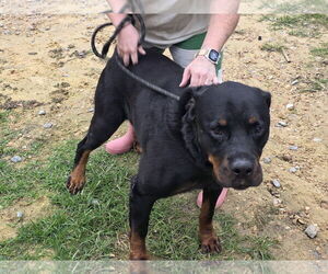 Rottweiler Dogs for adoption in Jackson, MS, USA