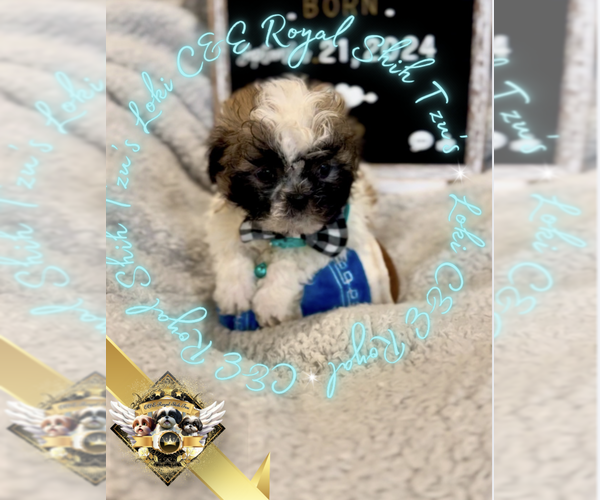 Medium Photo #6 Shih Tzu Puppy For Sale in ATHENS, GA, USA