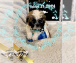 Small Photo #6 Shih Tzu Puppy For Sale in ATHENS, GA, USA