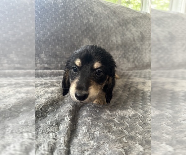 Medium Photo #20 Dachshund Puppy For Sale in MEMPHIS, TN, USA