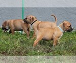 Small Photo #10 American Pit Bull Terrier Puppy For Sale in NAPLES, FL, USA