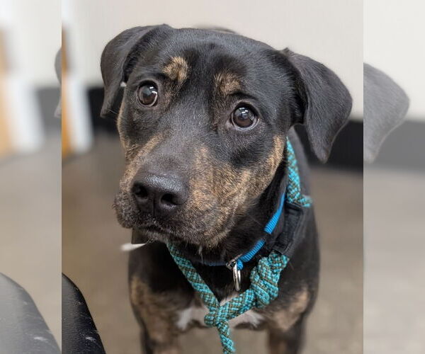 Medium Photo #1 Rottweiler-Unknown Mix Puppy For Sale in Hillsboro, NH, USA