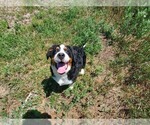 Small #6 Bernese Mountain Dog