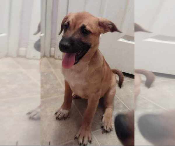 Medium Photo #1 Mutt Puppy For Sale in AVENAL, CA, USA
