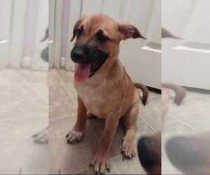 Mutt Dog for Adoption in AVENAL, California USA